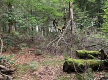 schwere Wegfindung im Almebergets Naturreservat (zumindest von Süd nach Nord)